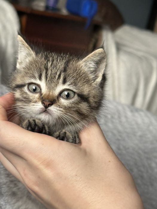 Отдам котяток в добрые руки