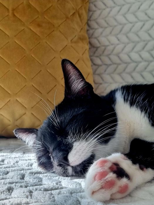 Търси осиновители