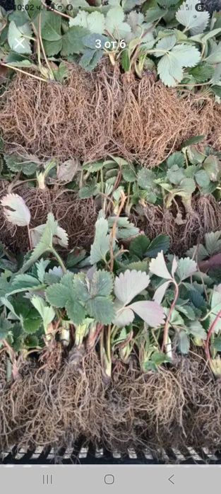 Продавам ягооди и малини расат