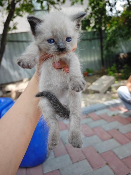 Котята сиамская!