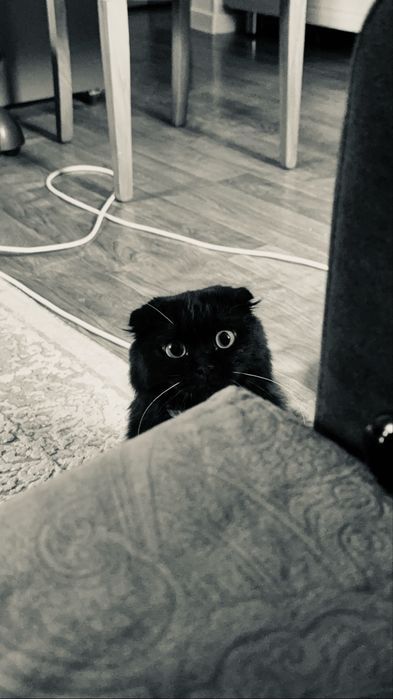 Кошка шотландская