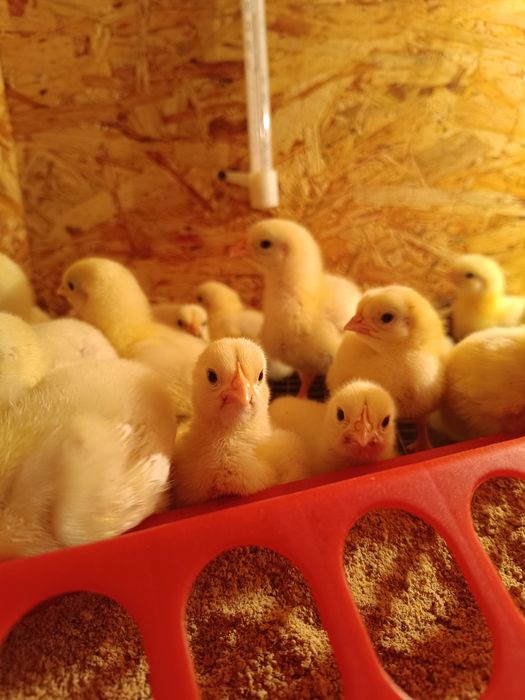 Цыплята подрощенные бройлеры
