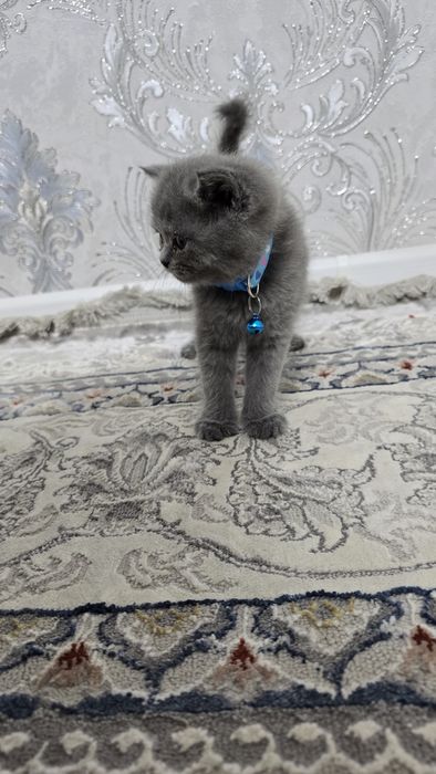 Скоттиш Фолд и Страйт