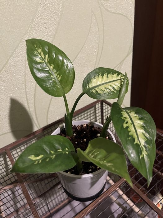 Продам Цветок , диффенбахия