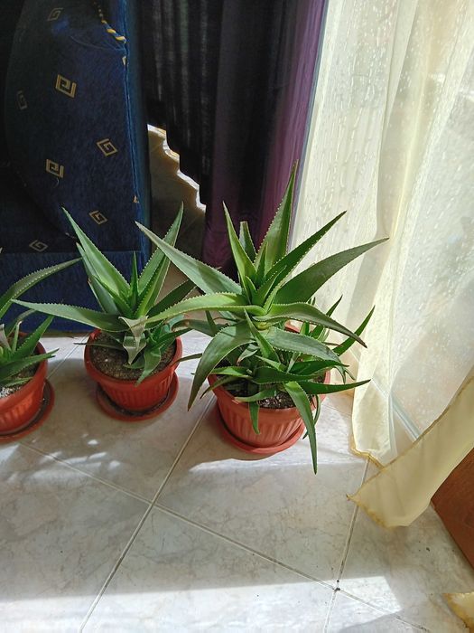 Саксии с алое вера 6 броя,на две години.