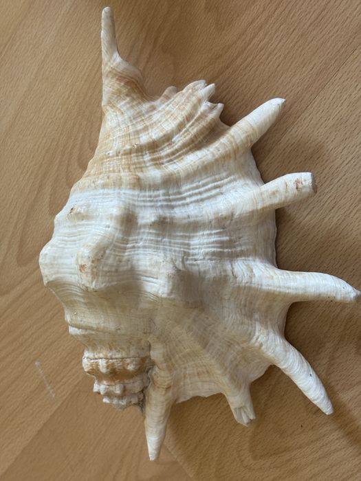 Ракушка для аквариума/ декорации для аквариума