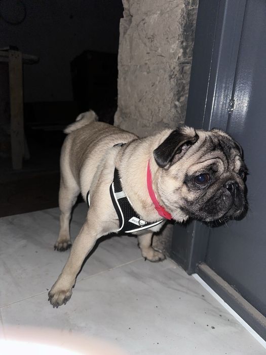 Мопса шенок самка