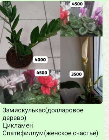 Долларовое,цикламен,женское счастье!