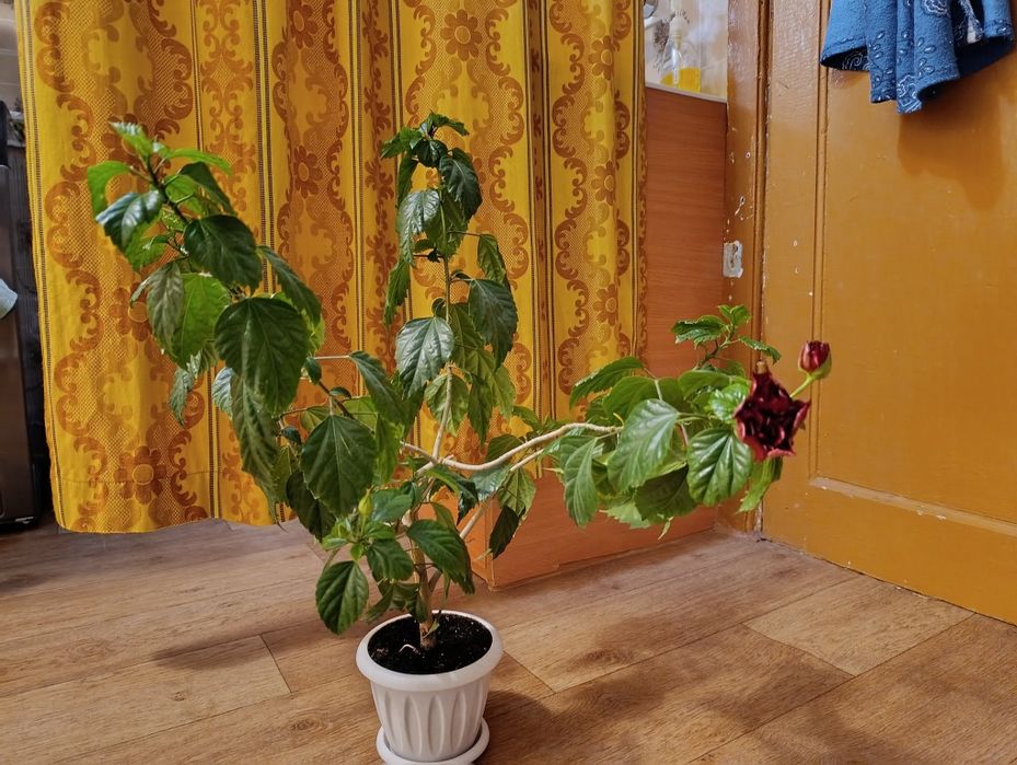 Гибискус или в простонародье Китайская роза