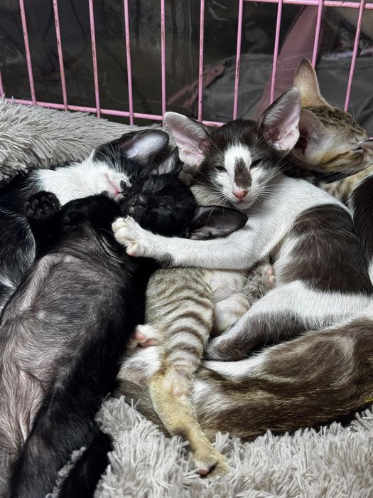 Ориентальные котята