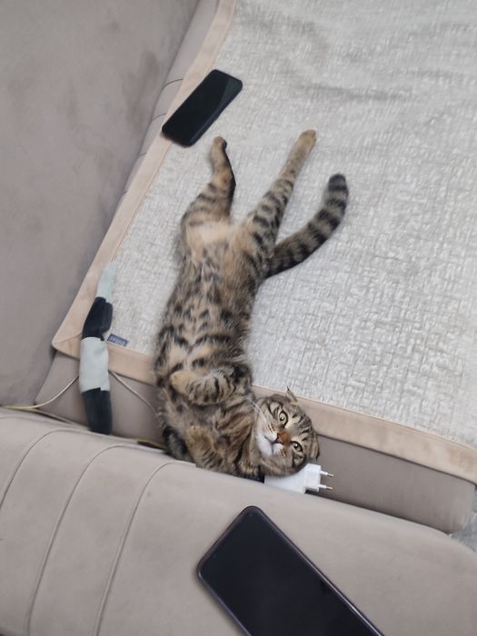 Отдам даром кота