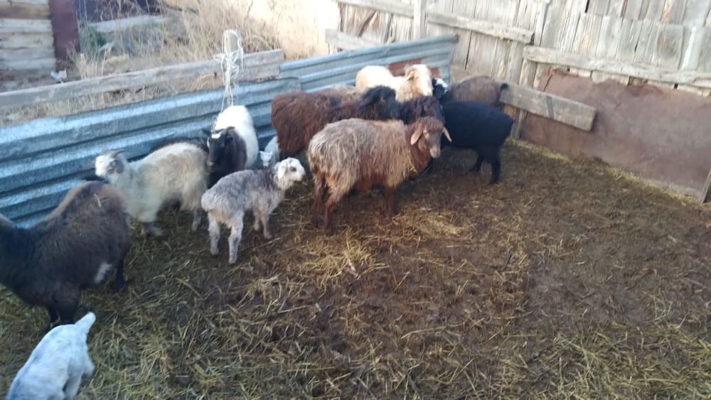 Қой қозы,ешкі лақ.