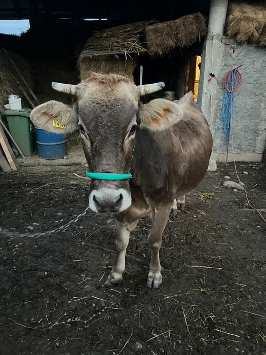 Vacă de vânzare brună