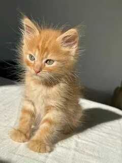 Ищем дом для малышей 1,5 мес