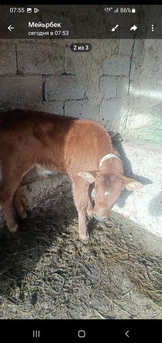 Сигир она боласи эркак