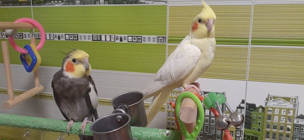 Продаю попугай корелла