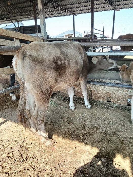 Кунажын дөнежін семіз