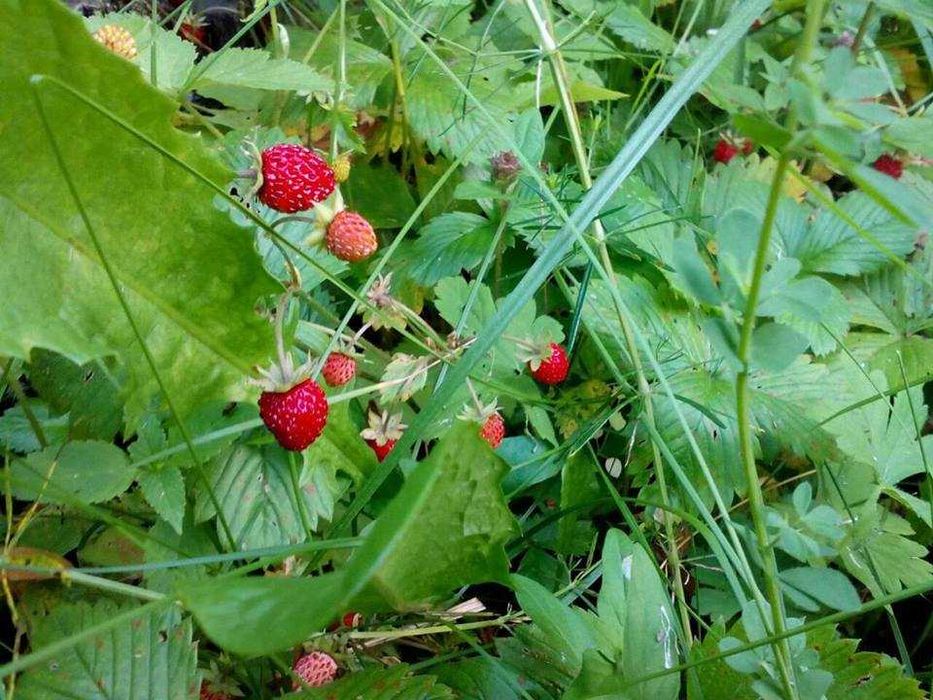 Горска ягода - Налични 3 вида