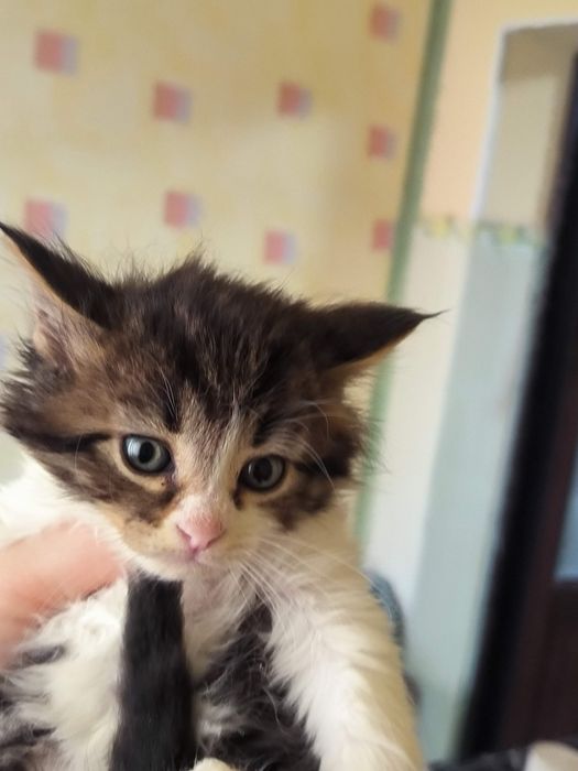 Продам шотландских котят