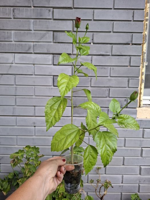 Продам отростки Гибискуса!