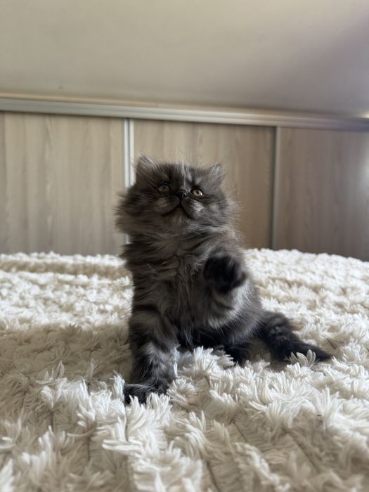 British longhair