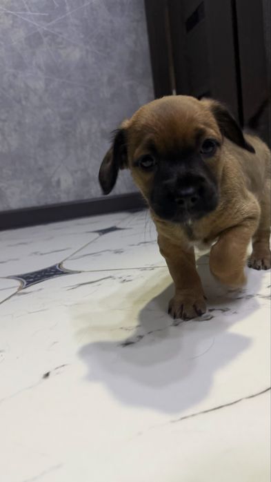 Щенок маленький. Собака