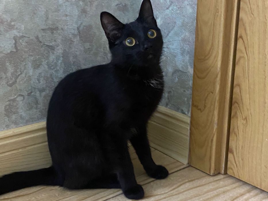 кошка девочка бесплатно в добрые руки