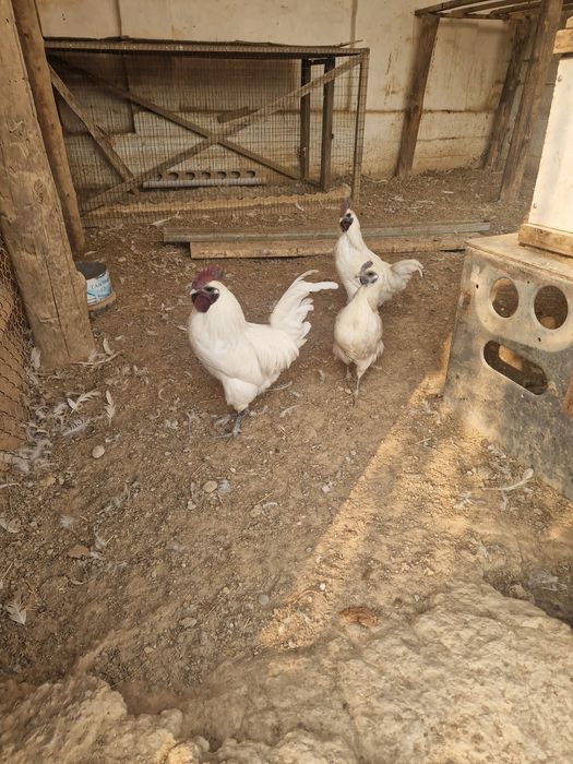 Лакеданзи қораздары сатылады