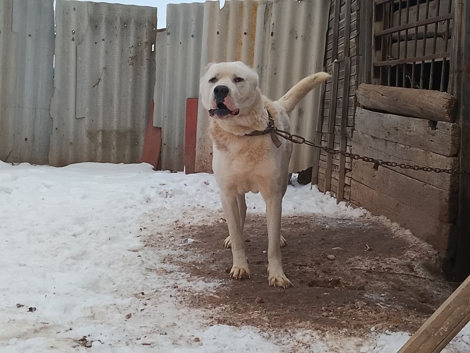 Продаётся кобель сын Чемпиона Мира