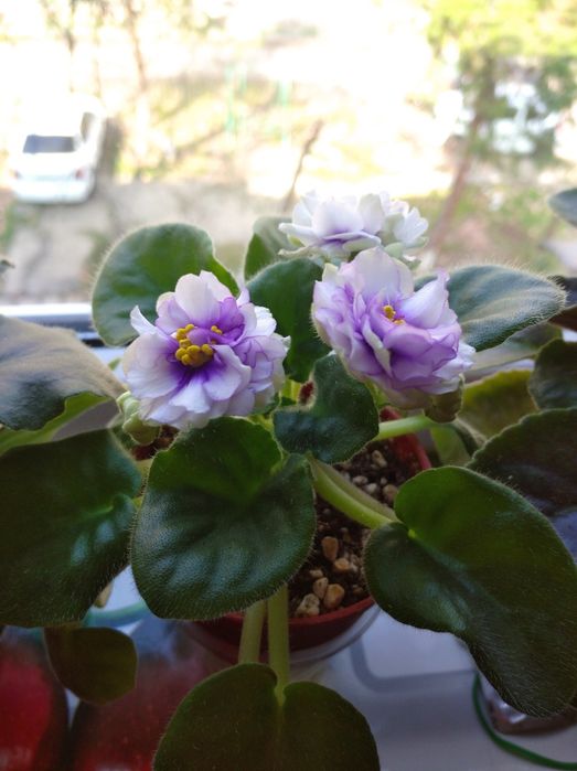 Красивые фиалки к 8 марта