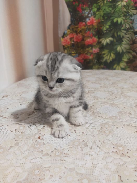 Продам котят.25000тен.