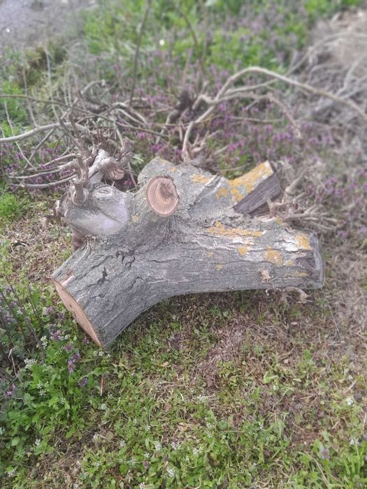 Дървен материал от орех