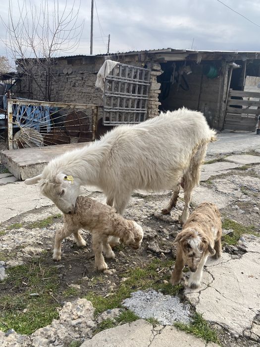 Ешкі егіз лағымен