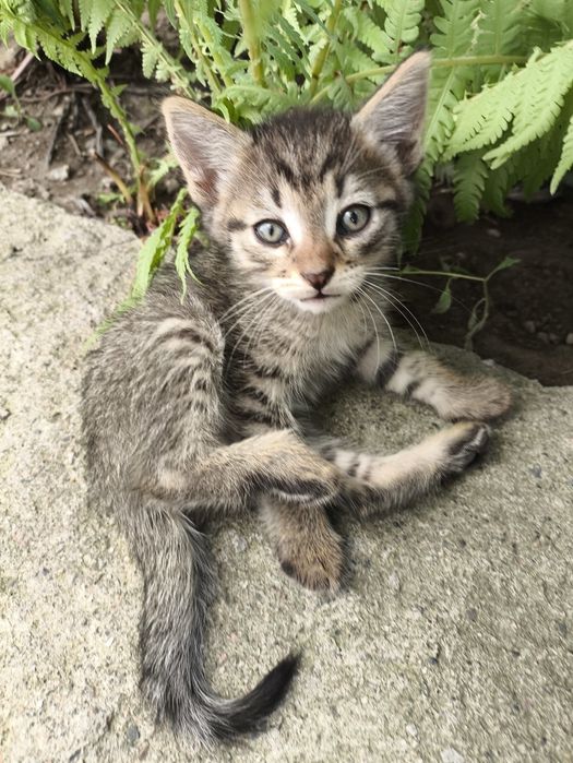 Отдам котят 1.5 месяца