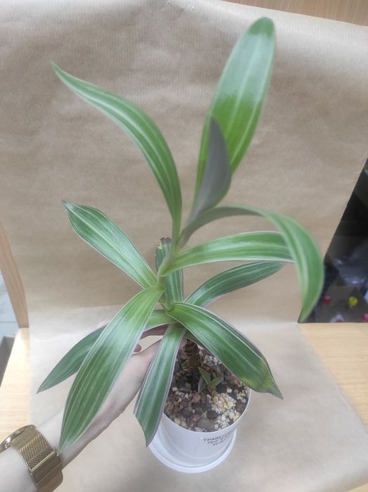 Продам комнатные растения