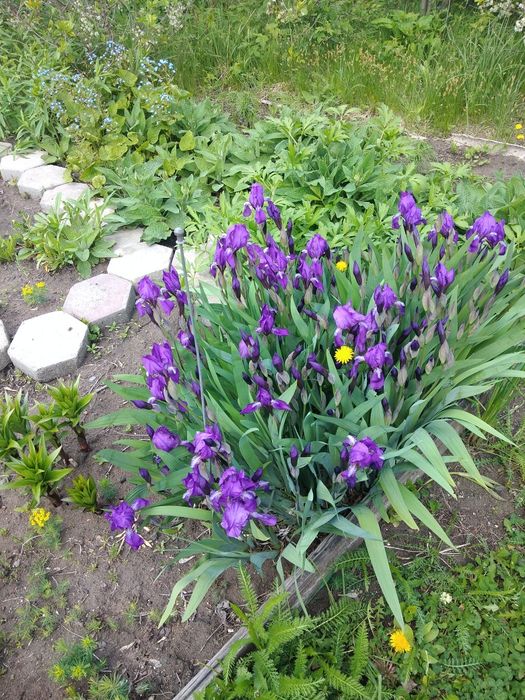 Цветы многолетние корневищем 500тенге