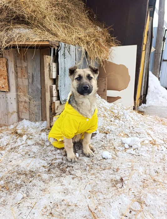 Щенок в добрые руки