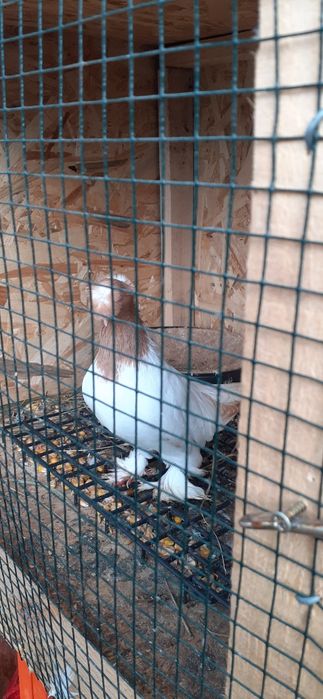 Mascul jucatori de Botosani