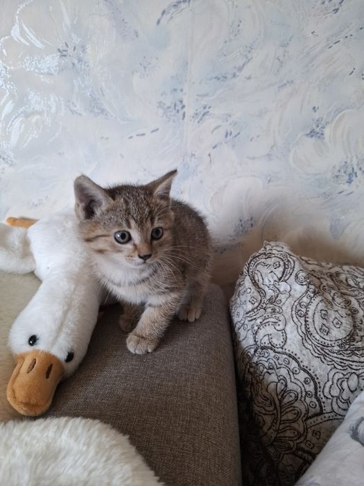Отдам даром котёнка .девочка
