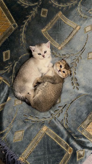 Серебристая шиншилла