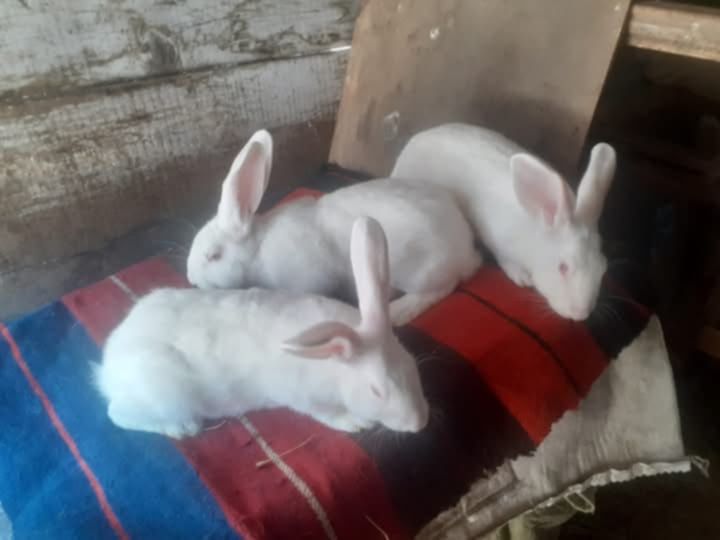 Hycol francez 40 bucăți Țigănași