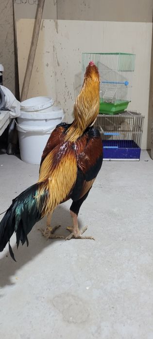 Yoshiga tòlgan xòroz