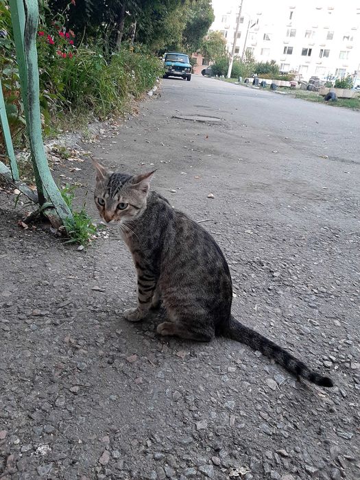 Отдам котика в добрые руки