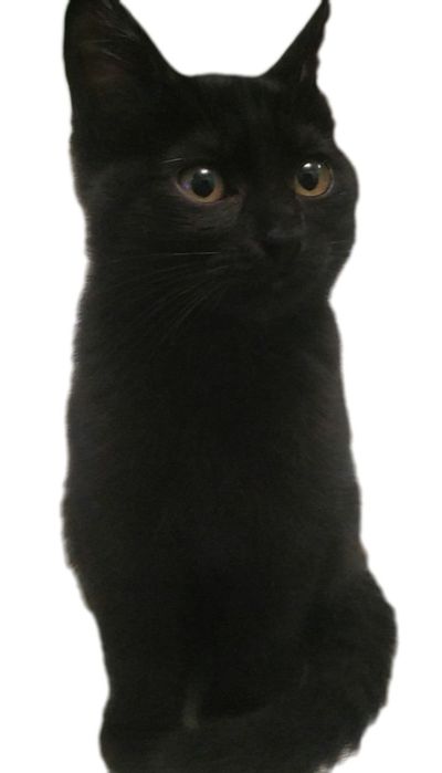 Котëнок ищет себе дом