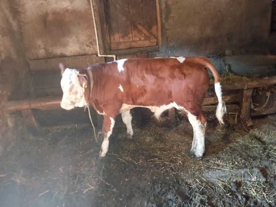 De vânzare vițel de 150 kg
