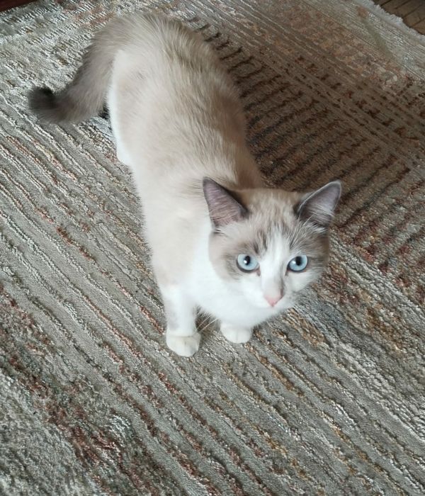 Отдам кота и кошку.