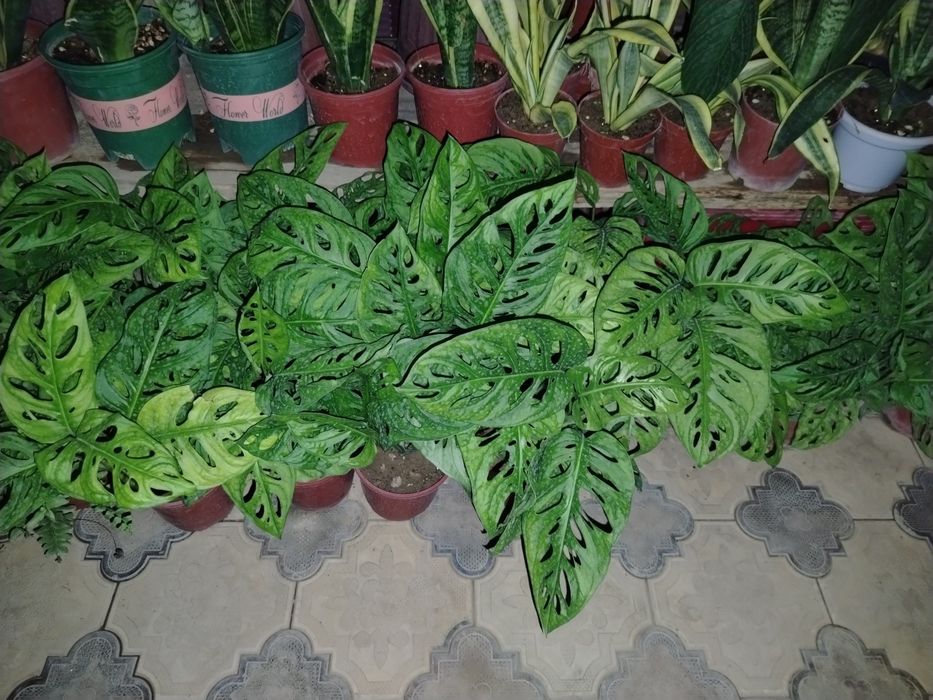 Honaki gullar, gul, гуллар комнатные цветы