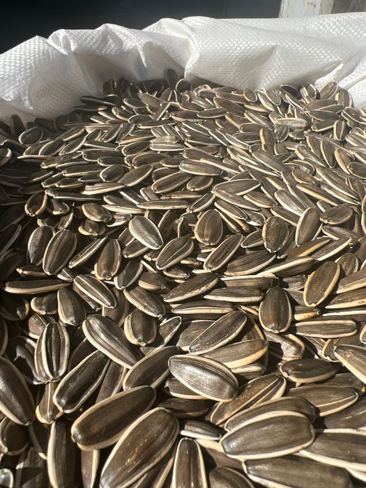 Семечка.кунга боқар.sunflower saids