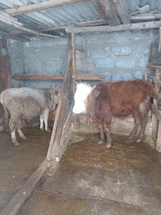 Продам 3 бычка на откорме