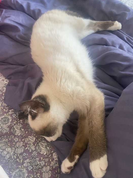 Котёнок Микки ищет дом